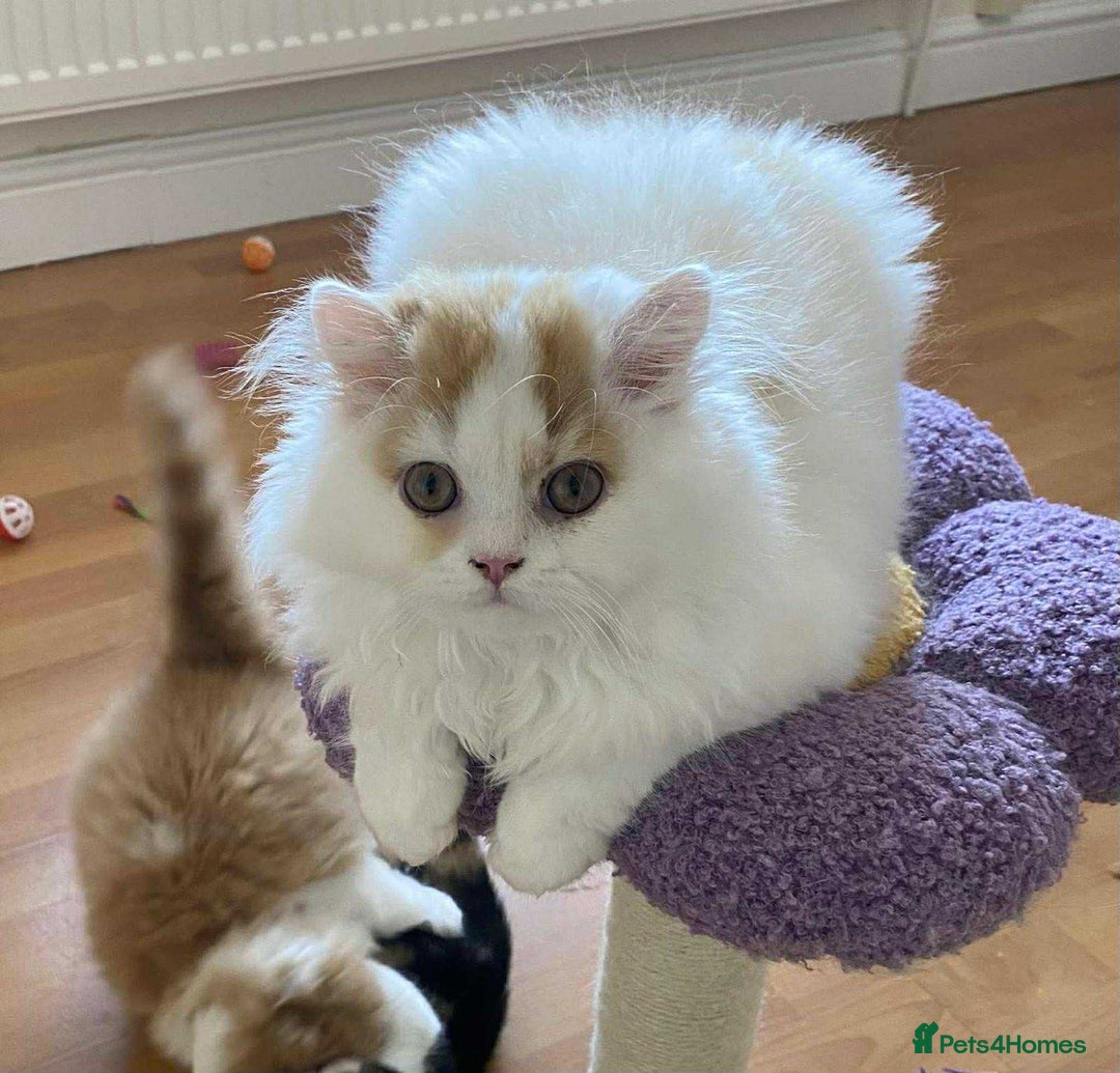 British Shorthair cats for sale: British Shorthair and Longhair kittens - Image 1