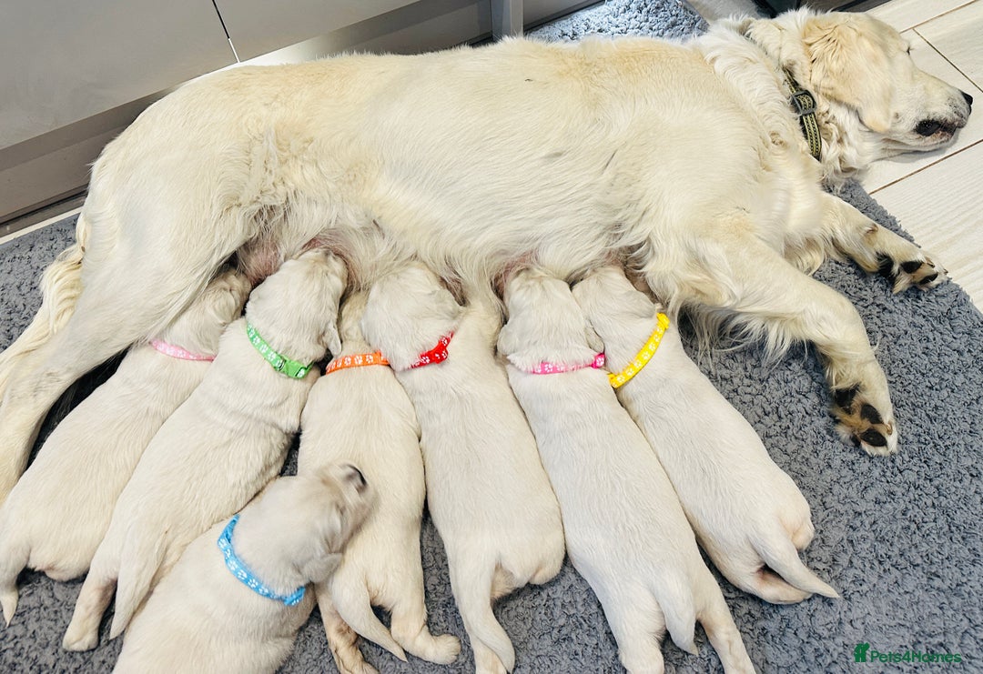 Golden Retriever dogs for sale: Cream Golden Retriever Puppies  - Image 3