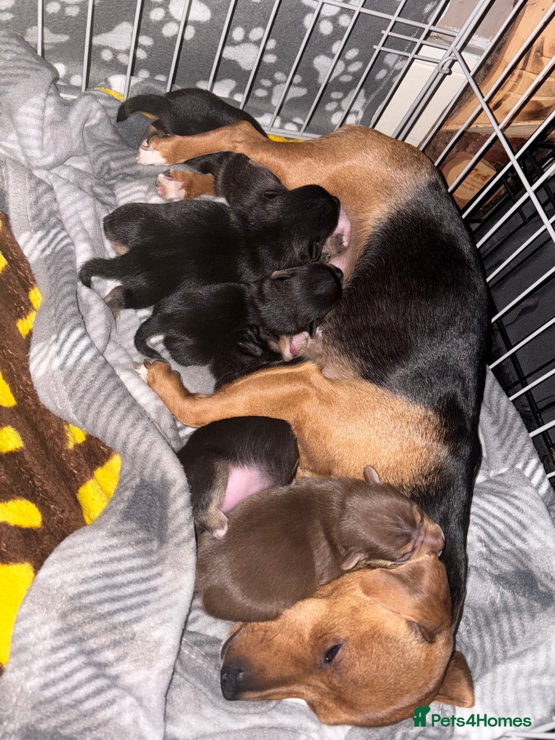 Jack Russell dogs for sale: Beautiful Jacks for sale - Advert 2