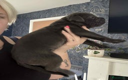Cane Corso dogs for sale: Beautiful cane corso puppies  - Image 6