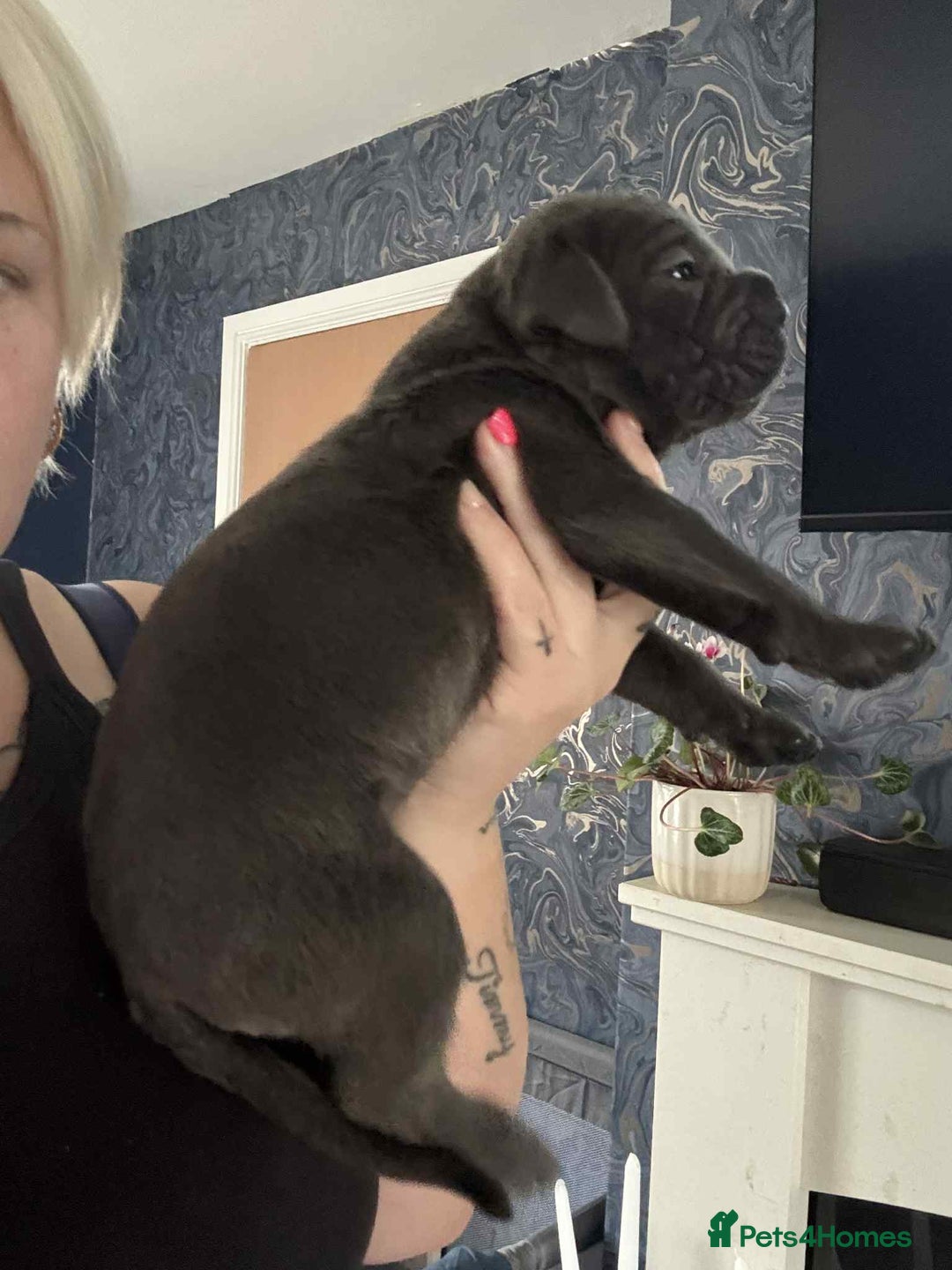 Cane Corso dogs for sale: Beautiful cane corso puppies  - Image 6