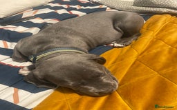 American Bulldog dogs for sale: This is Keith - Image 4