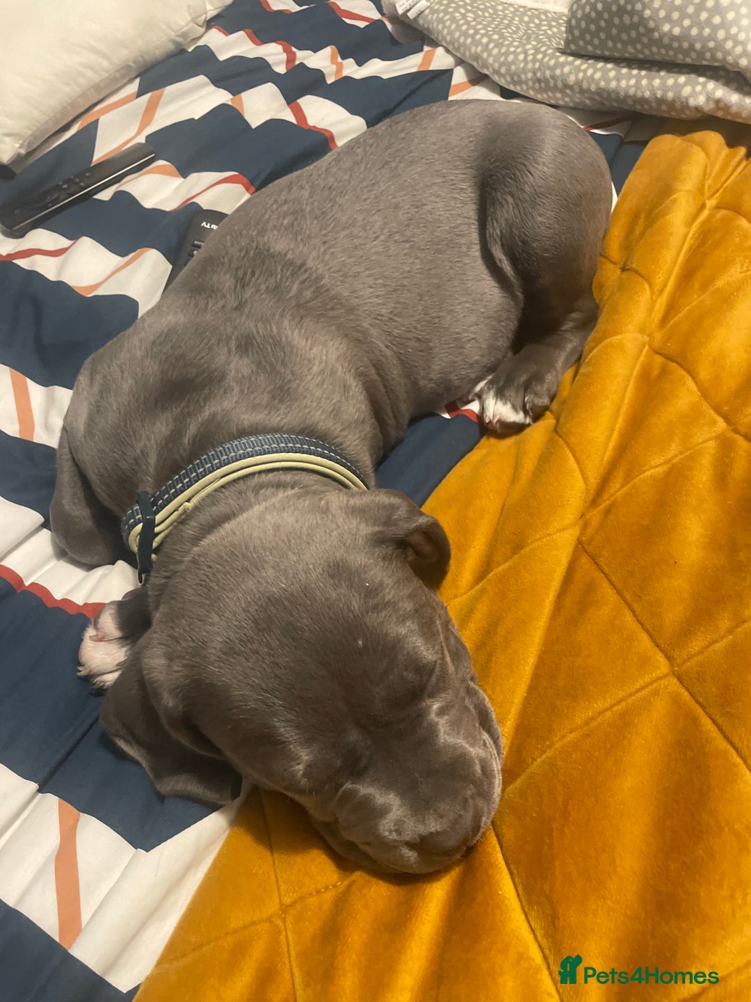 American Bulldog dogs for sale: This is Keith - Image 4