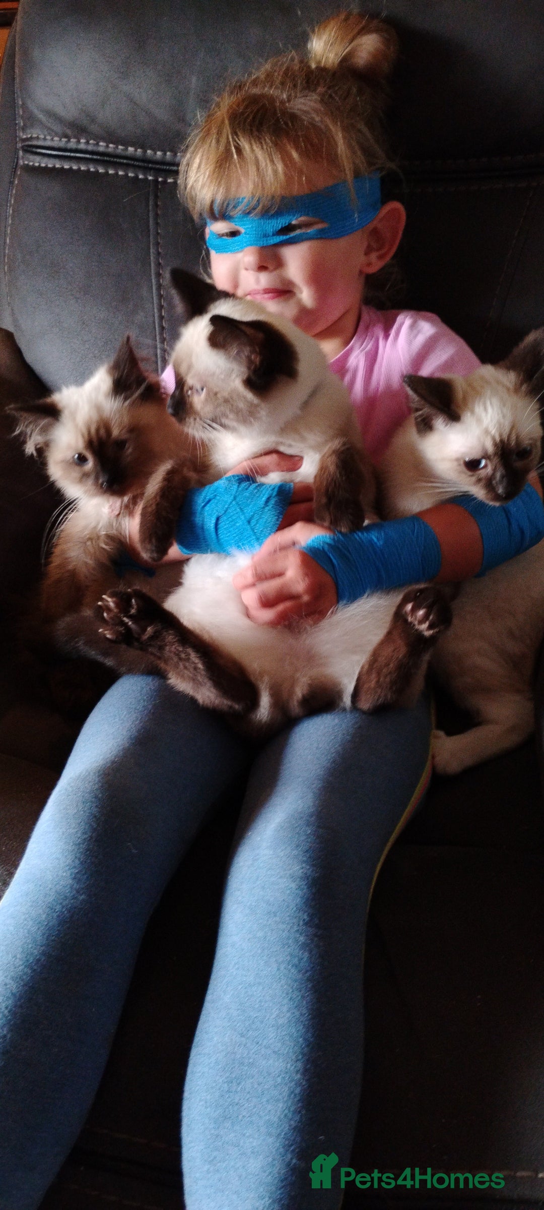 Ragdoll cats for sale: Ragdoll X Siamese kittens - Image 1