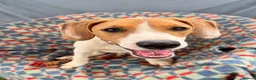 Mixed Breed dogs for adoption: Cute Hector - Advert 8