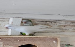 Parrots birds for sale: Pair of quaker parrots for sale  - Image 8