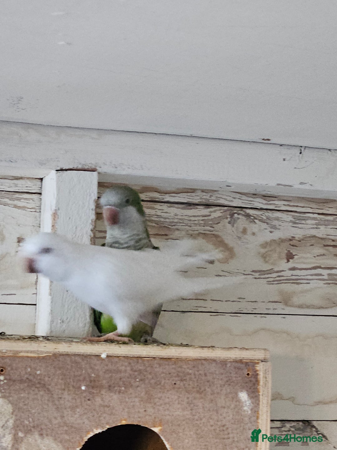 Parrots birds for sale: Pair of quaker parrots for sale  - Image 8