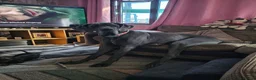 Great Dane dogs for sale: Loving great dane. - Advert 5