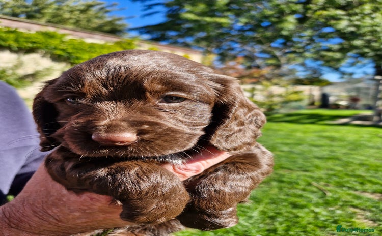 Cocker Spaniel dogs - Advert 1
