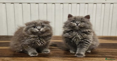 British Shorthair cats British shorthair  - Advert 1