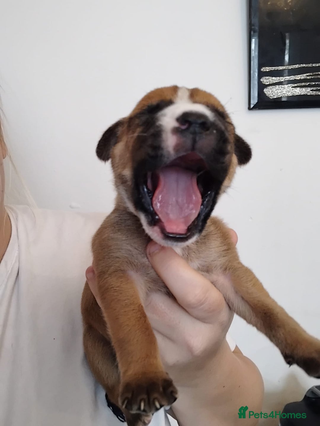 Mixed Breed dogs for sale: Beautiful mastiff cross pups - Image 15