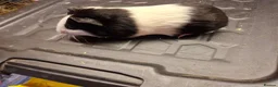 Guinea Pig rodents for sale: Male and female baby guinea pigs for sale - Advert 3