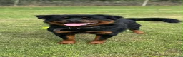 Rottweiler dogs for sale: 2 year old Rottweiler  - Advert 4