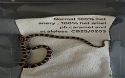 Corn Snake reptiles for sale: Cornsnake Hatchlings - Image 24