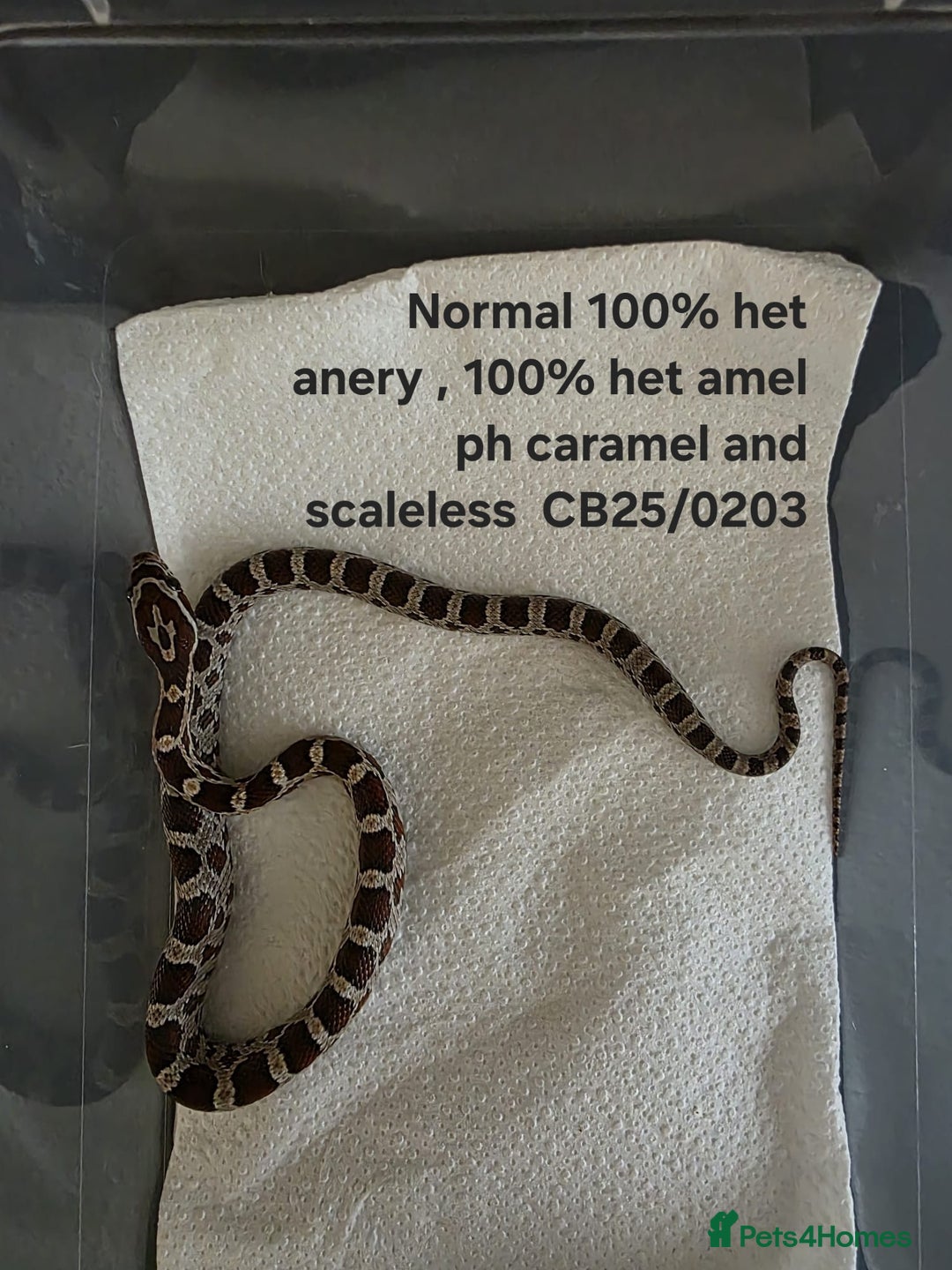 Corn Snake reptiles for sale: Cornsnake Hatchlings - Image 24