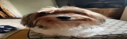 Biewer Terrier dogs for sale: Biewer terrier puppies - Advert 14