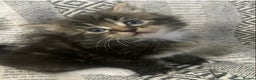 Maine Coon cats for sale:  3 Beautiful Maine coon mix kittens left for sale  - Advert 5