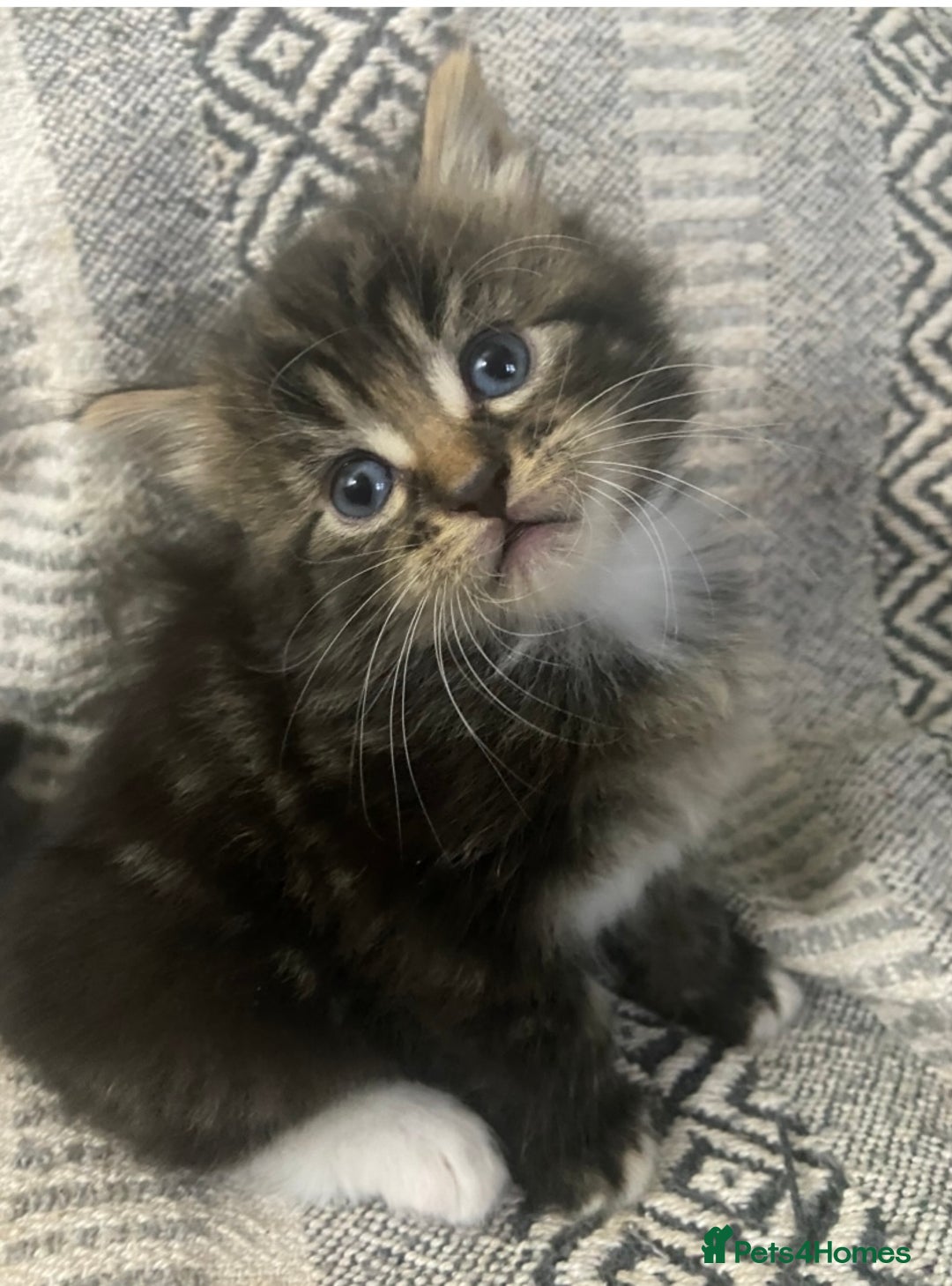 Maine Coon cats for sale:  3 Beautiful Maine coon mix kittens left for sale  - Advert 5