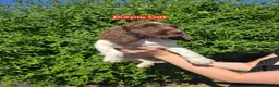 English Springer Spaniel dogs for sale: 7 Springer Spaniel Puppies ready for collection  - Advert 10