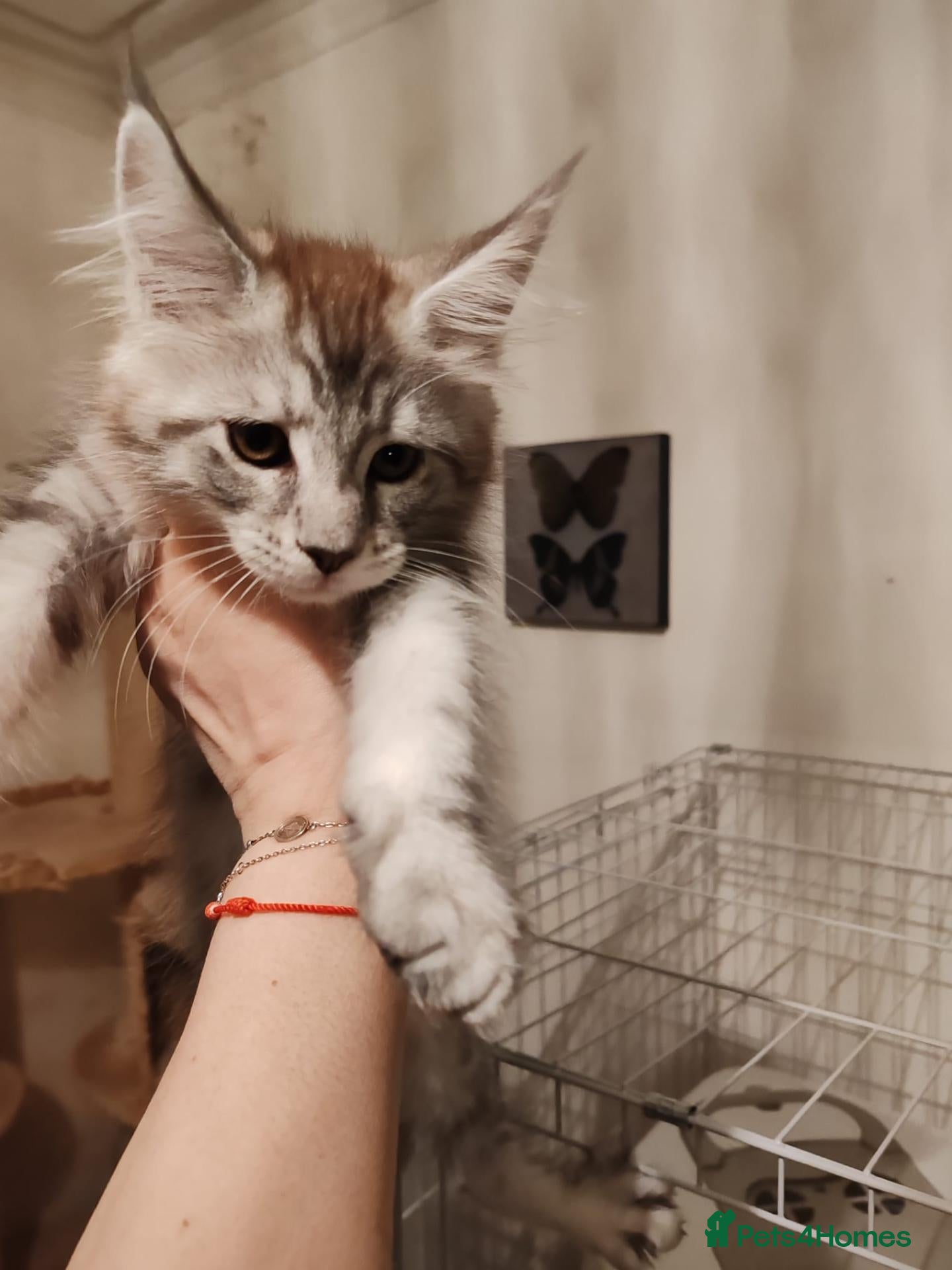 Maine Coon cats Russian bloodline Maine coon kittens - Advert 1