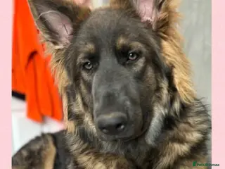 German Shepherd dogs ISABELLA & BLUE GSD PUPPIES *STUNNING* - Advert 1