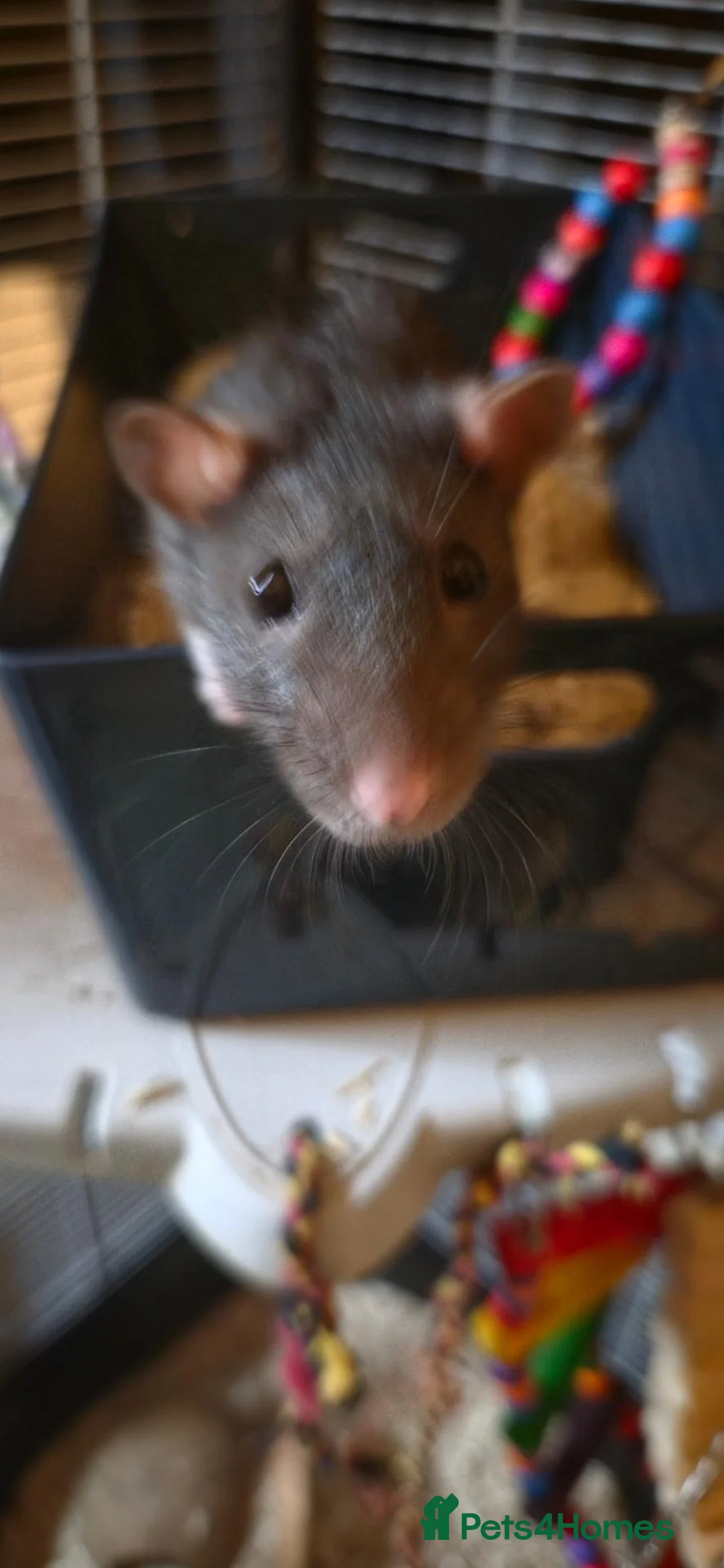 Rat rodents for sale: Two female rats cheddar and cheese  - Advert 6