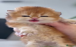 British Longhair cats for sale: ✨Golden British Longhair - Exclusive Kittens✨*🧿 - Advert 7