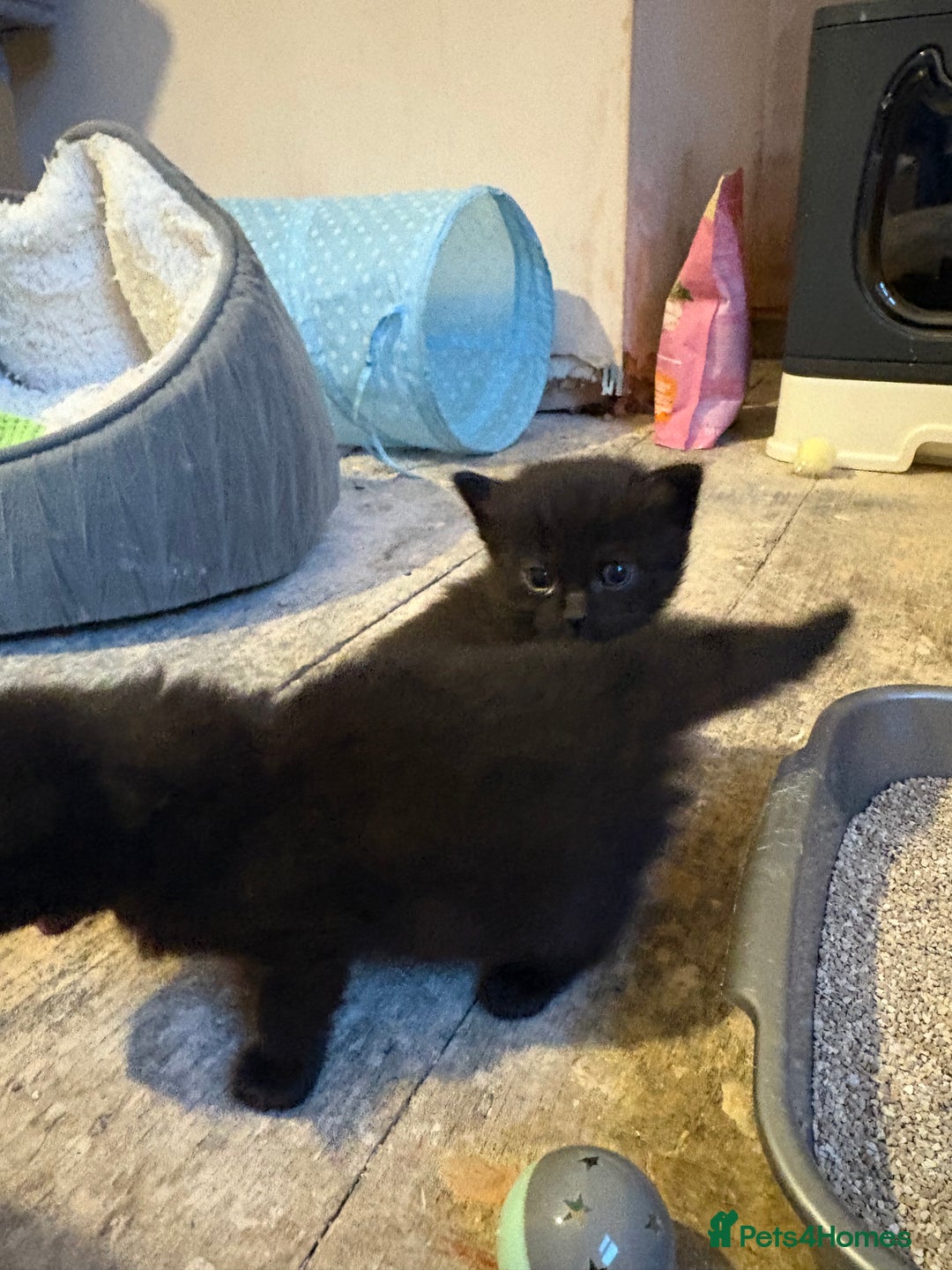 Ragdoll cats for sale: Half Ragdoll kittens  - Image 4