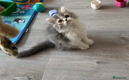 Persian cats for sale: Kitten  - Image 11