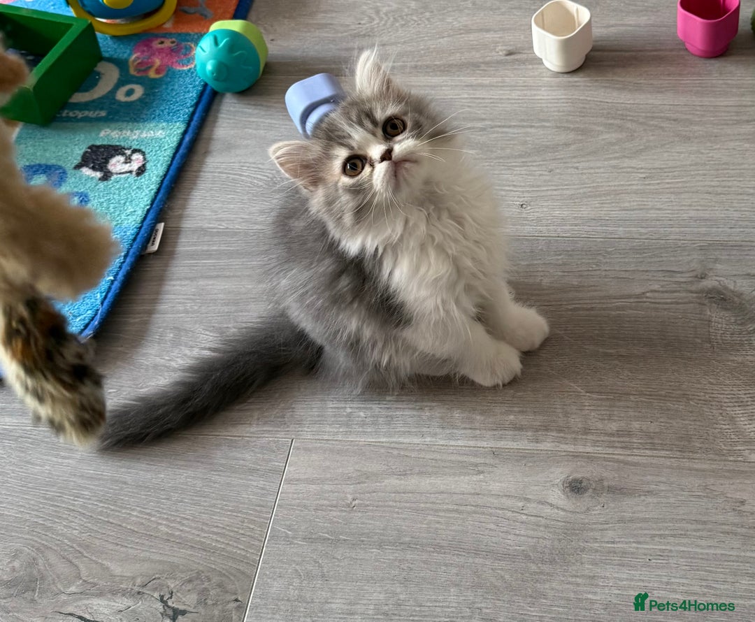 Persian cats for sale: Kitten  - Image 11