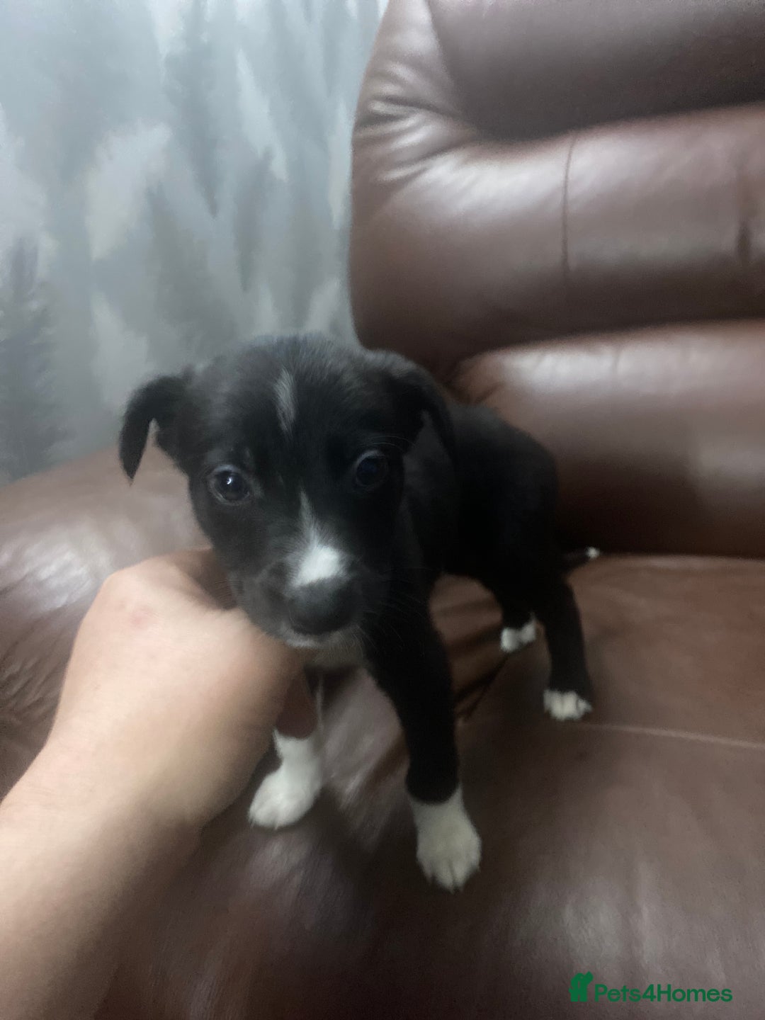 Mixed Breed dogs for sale: Collie lurcher greyhound mix - Advert 32
