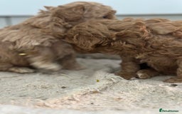 Toy Poodle dogs for sale: Tiny toy poodle boys  - Advert 17