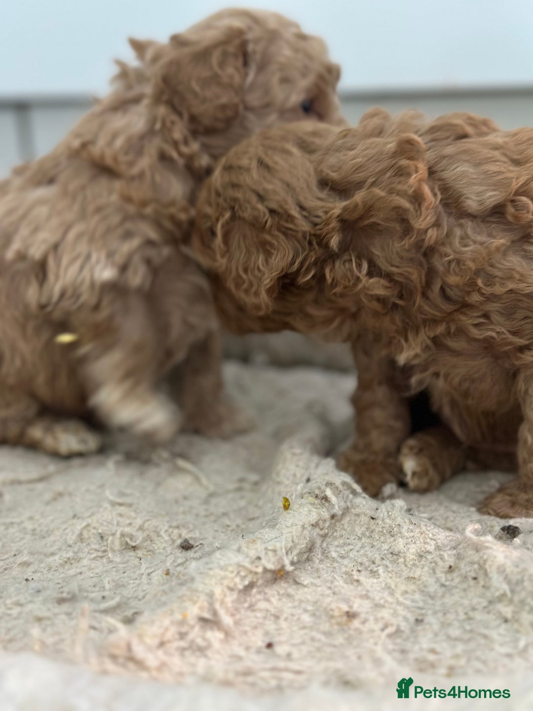 Toy Poodle dogs for sale: Tiny toy poodle boys  - Advert 17
