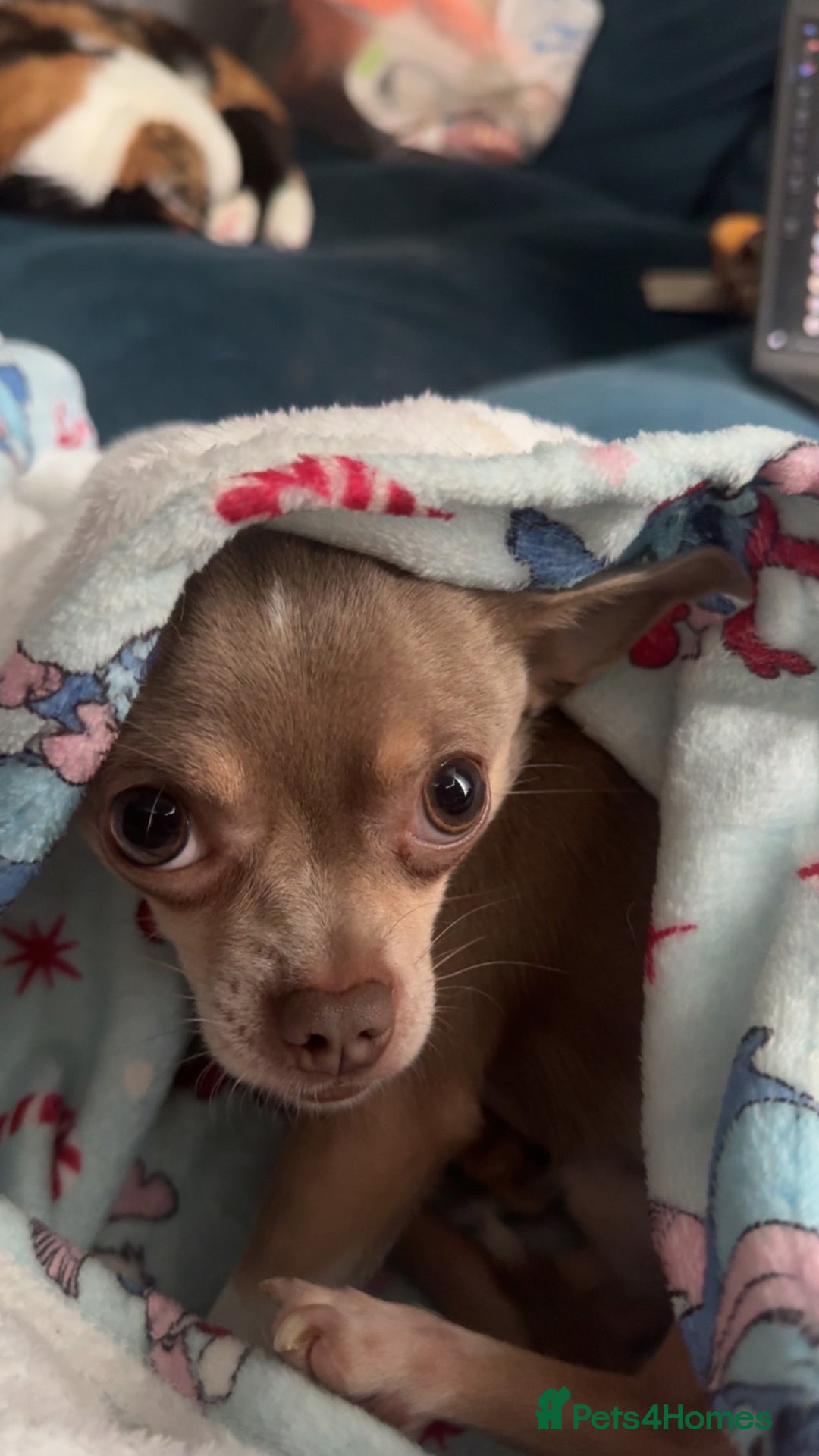 Chihuahua dogs for sale: Chihuahua puppies for sale - Advert 10