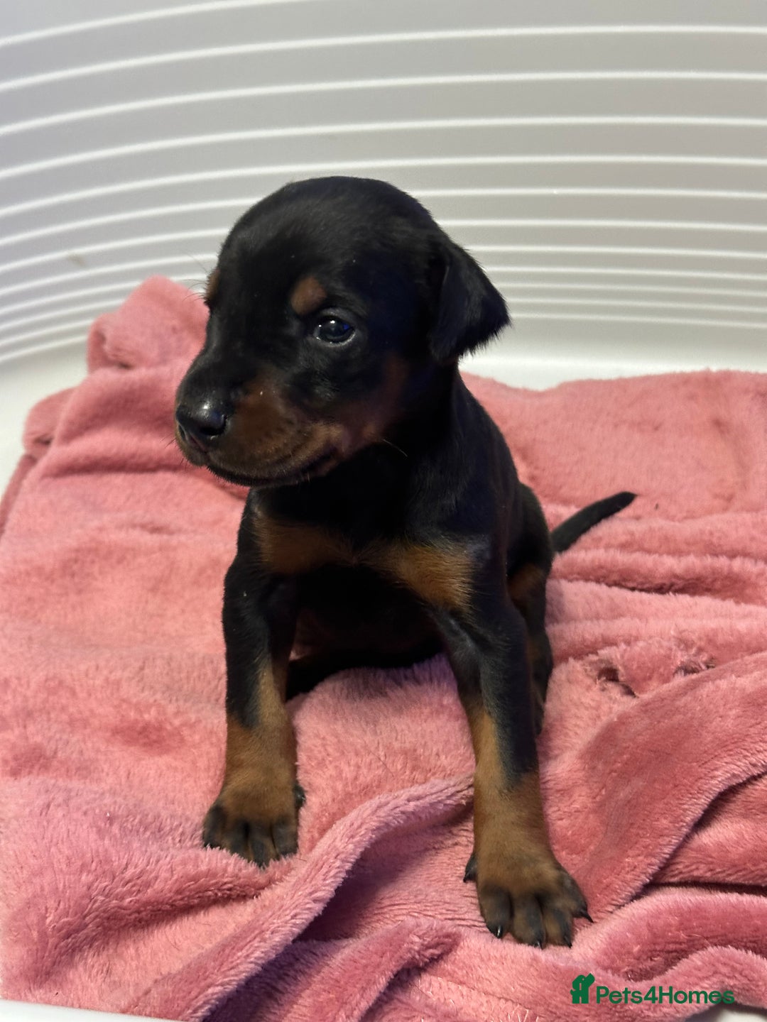 Dobermann dogs for sale: Top quality doberman  - Advert 10