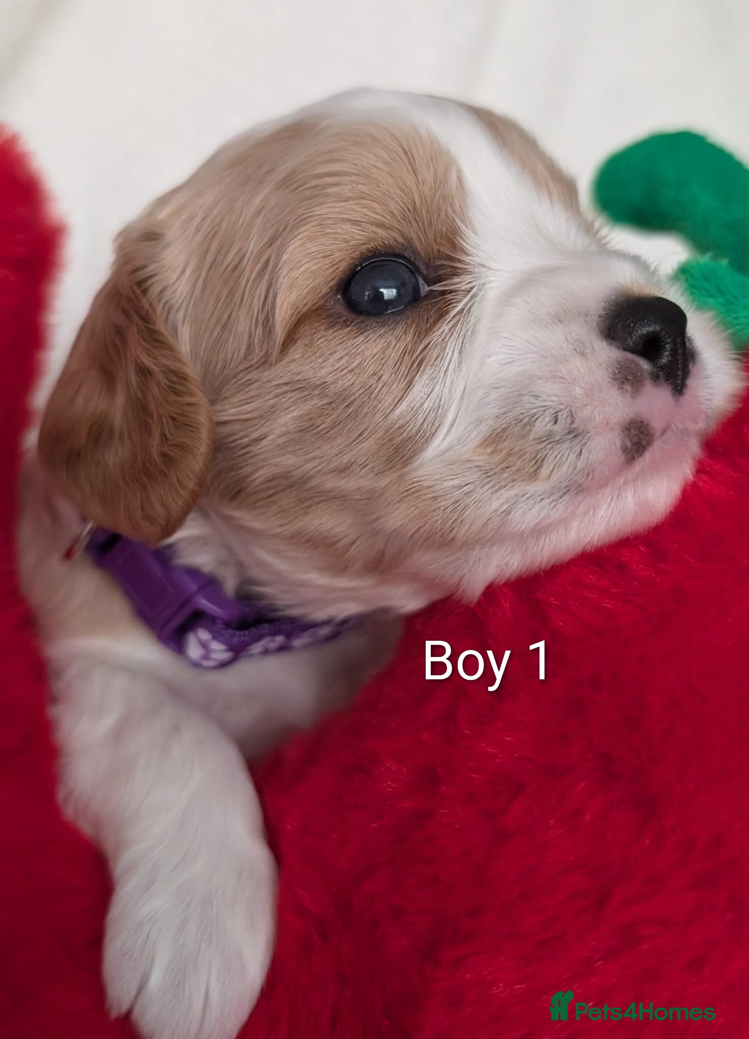 Cavalier King Charles Spaniel dogs for sale: Cavalier King Charles Stunning Puppies! in Aldershot - Advert 18