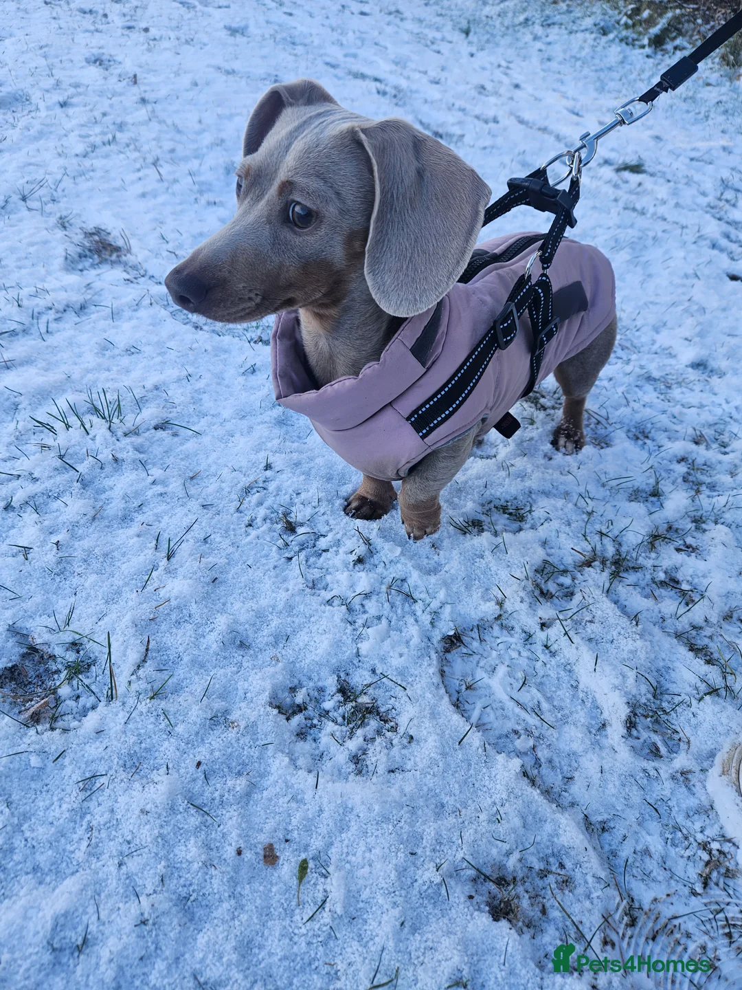 Miniature Dachshund dogs for sale: 8 month old miniature dachshund  - Advert 4