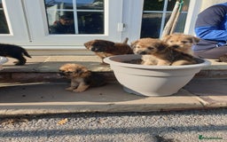 Mixed Breed dogs for sale: Border Terrier x miniature Poodle  - Image 1