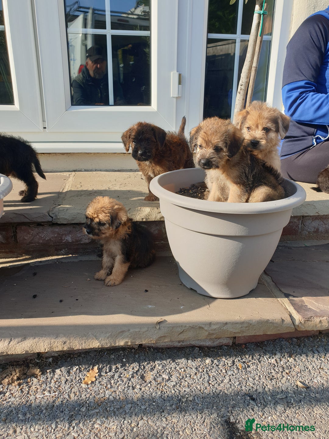 Mixed Breed dogs for sale: Border Terrier x miniature Poodle  - Image 1