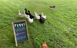 Ducks poultry for sale: 5 Aylesbury ducks - Image 2