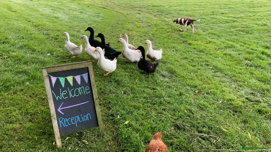 Ducks poultry for sale: 5 Aylesbury ducks - Image 2