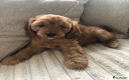 Cockapoo dogs for sale: 🐾Stunning F1b Toy Cockapoo Toy Poodle Puppies 🐾  - Image 15