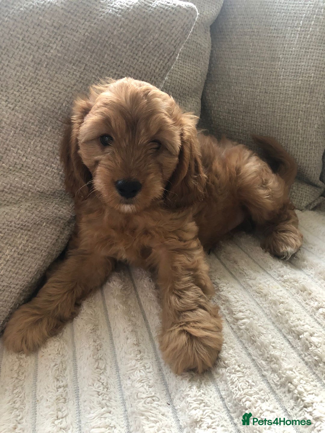 Cockapoo dogs for sale: 🐾Stunning F1b Toy Cockapoo Toy Poodle Puppies 🐾  - Image 15