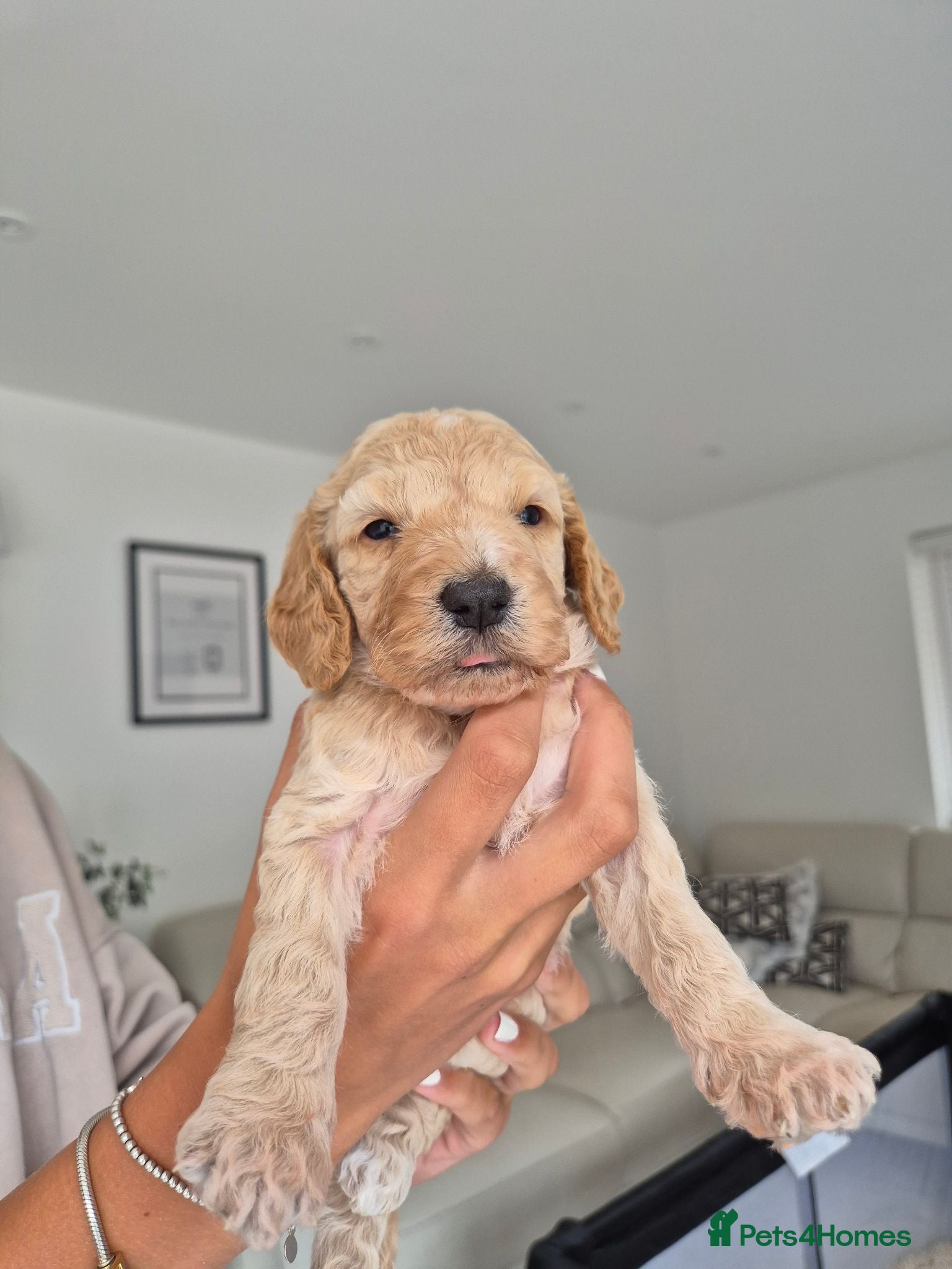 Cockapoo dogs F2 Cockapoo puppies - Advert 9