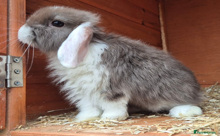 Mini Lop rabbits - Advert 4