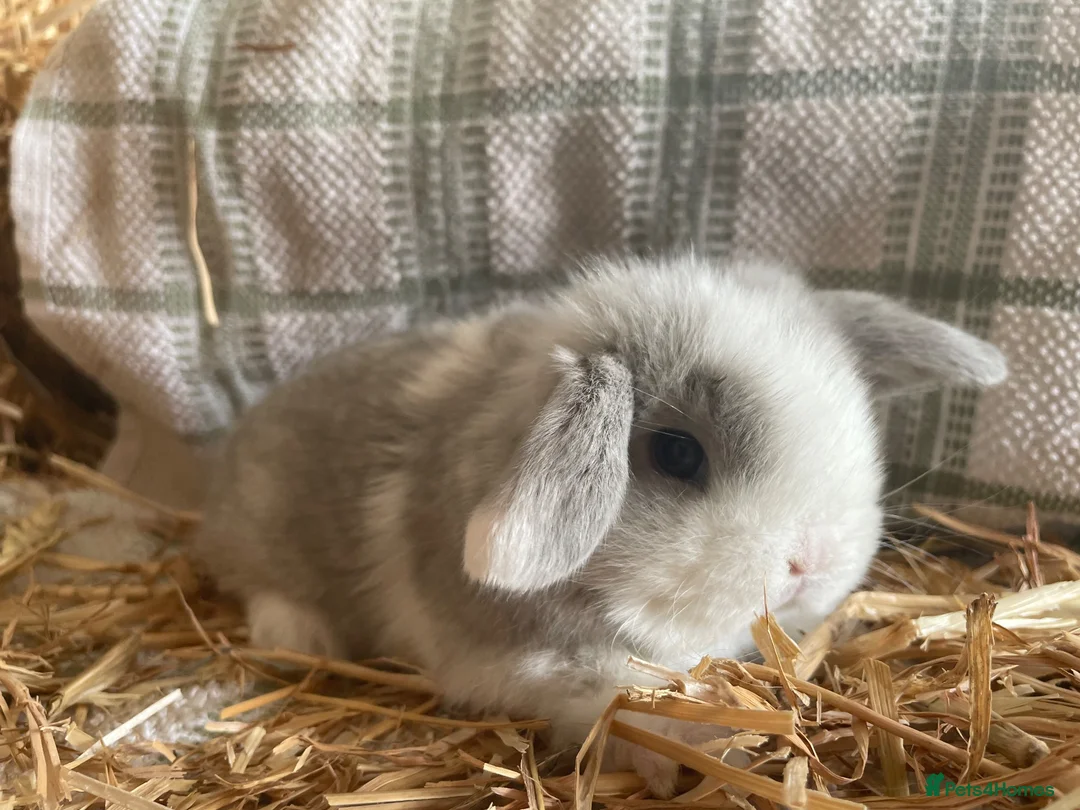 Mini Lop rabbits for sale: Mini lops ready to reserve  - Advert 2