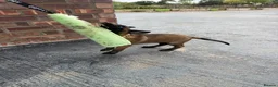 Belgian Shepherd Dog dogs for sale: DARK KC REG BELGIAN MALINOIS PUPPIES - Advert 8