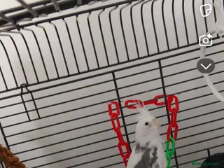 Mixed Breed birds Parrots for sale - Advert 3