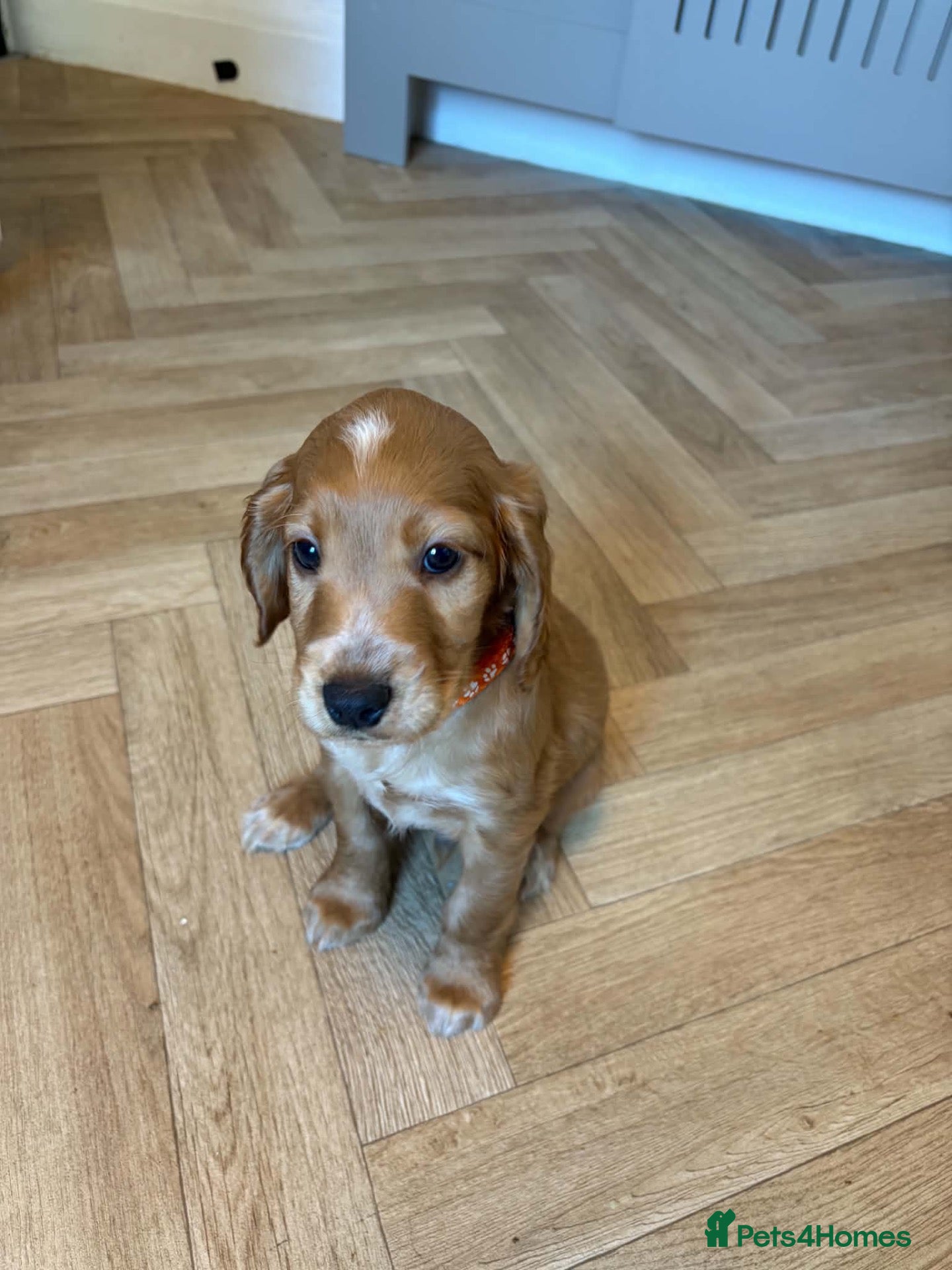 Cockapoo dogs 🐾 GORGEOUS FB1 COCKAPOO PUPPIE 1 boys available  - Advert 12