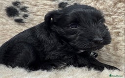 Miniature Schnauzer dogs for sale: Miniature schnauzers pups - Image 12